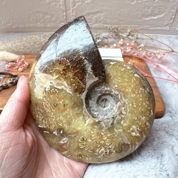 Gorgeous Ammonite Fossil | Ammonite Specimen - Picture 5 of 6